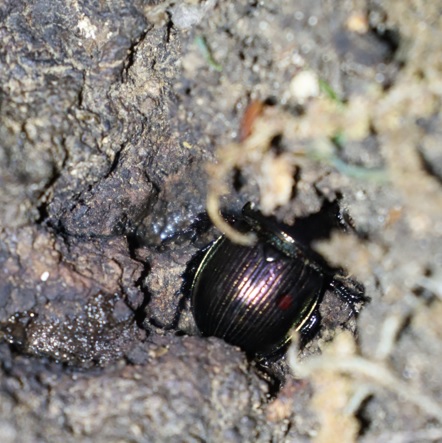 センチコガネ_NO.３のクヌギ根元_クワガタ達のオアシス _2023年4月19日20時気温17度